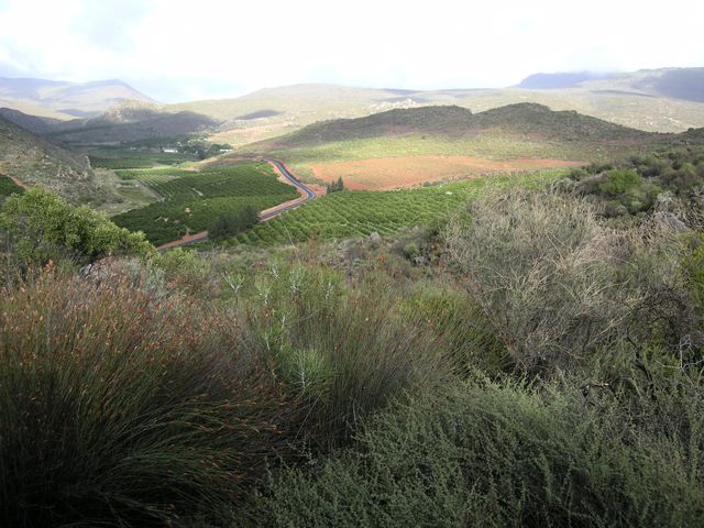 citrusdal
